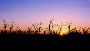 Sunset Silhouette